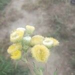 Helichrysum foetidum Flower