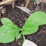 Brassica juncea Blatt