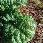 Mandragora autumnalis Leaf