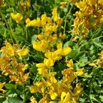 Baptisia sphaerocarpa Flower