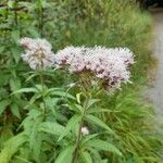 Eupatorium cannabinumFlower