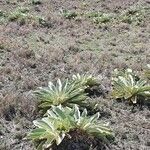 Verbascum sinaiticum Blatt