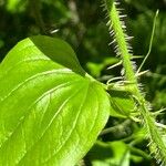 Smilax tamnoides Leaf