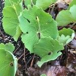 Sanguinaria canadensis Лист