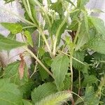 Eupatorium serotinum برگ