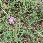 Centaurea asperaÕis