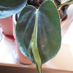 Philodendron cordatum Yaprak