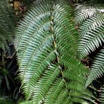 Dicksonia antarctica Leaf