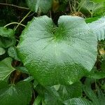 Decalobanthus peltatus Leaf