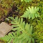 Polypodium vulgareبرگ