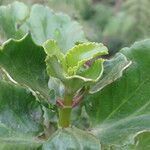 Kalanchoe densiflora Blatt