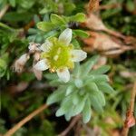 Saxifraga moschata Blodyn