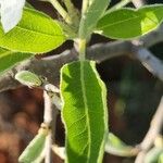 Pyrus spinosa Leaf