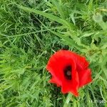 Papaver setiferum Blomst