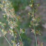 Rumex acetosella Kůra