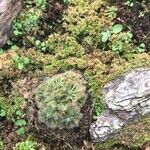 Drosera spatulata Fuelha