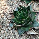 Aristaloe aristata cv. 'Cosmo' Агульны выгляд