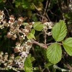 Rubus andegavensis Annet