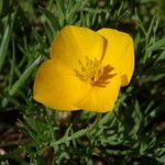 Eschscholzia lobbii Flower
