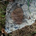 Populus nigra Leaf