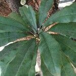 Pittosporum malaxanii Leaf
