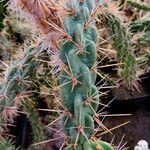 Cylindropuntia imbricata Buveinė