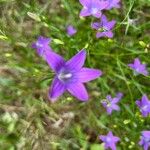 Campanula patulaBlomst