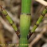 Equisetum × moorei Kôra