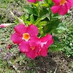 Mandevilla laxaFlower