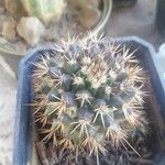 Mammillaria voburnensis 樹皮