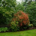 Rhododendron prunifolium Hábito