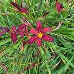 Hemerocallis minor ᱵᱟᱦᱟ