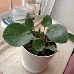 Pilea peperomioidesЛист