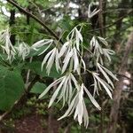 Chionanthus virginicusLorea