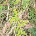 Galium × pomeranicum Liść