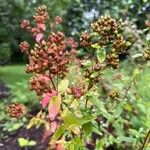 Hypericum punctatumBlodyn