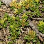 Salix serpillifolia Habitat