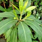 Illicium floridanum Blatt