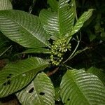 Psychotria panamensis Other