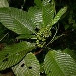 Psychotria panamensis Іншае