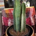 Cereus hexagonus ഇല