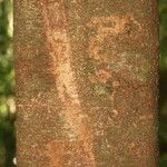 Inga nouragensis Kabuk