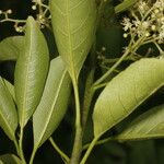 Zanthoxylum schreberi Blad