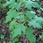 Smallanthus uvedalia Leaf