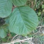 Rubus ellipticus Leaf