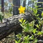 Jasminum nudiflorumFlower