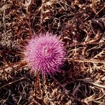 Carlina gummifera Λουλούδι