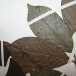 Trichilia euneura Otro