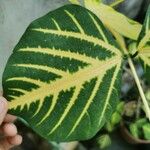 Erythrina variegata Leht