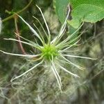 Clematis mauritiana Fruit